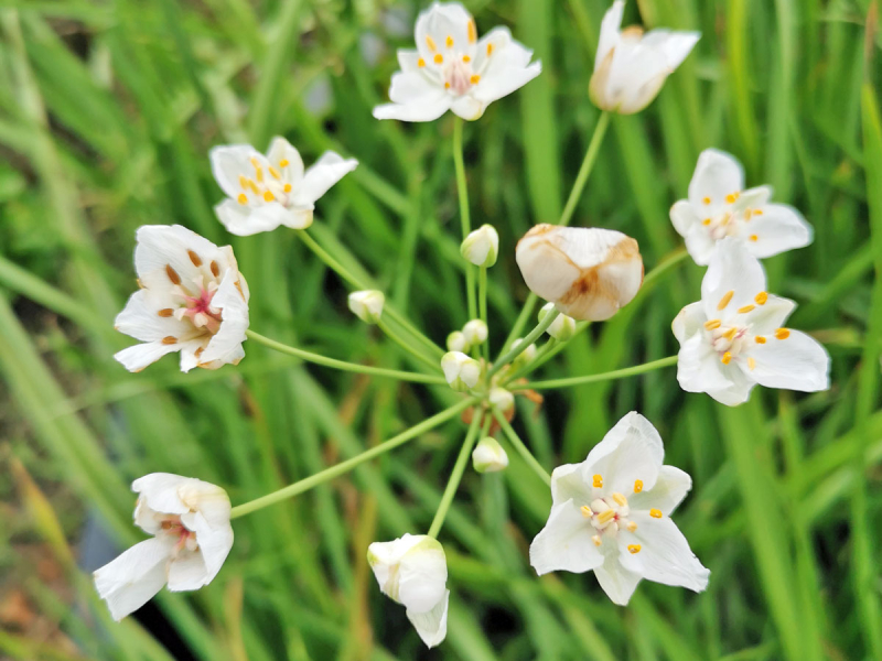 Schwanenblume weiß "Schneewittchen" - Butomus umbellatus alba